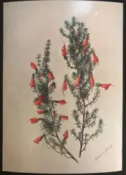 Vintage Postcards 4 x 6 Australian Wild Flowers Painted by Alison M. Ashby #6
