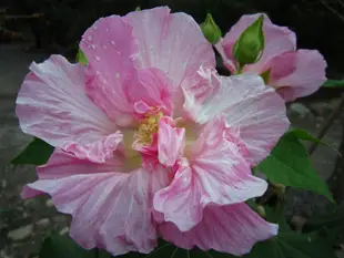 阿木園藝 奇型庭園樹 山芙蓉 千面美人 拒霜花 醉芙蓉 千面女娘 木芙蓉  重瓣 種植於美植袋適合夏天移植