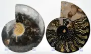 Black Ammonite Pair Crystal Cavities XLarge 6.5" 110 myo Fossil 165mm e3438bb