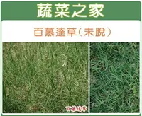 在飛比找樂天市場購物網優惠-【蔬菜之家】百慕達草種子(未脫殼)(有3種包裝規格可選)