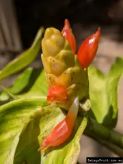 Buy Spiral Ginger Belize Plants - Costus scaber