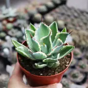 7-8cm 1PCS Agave Pumila Beautiful Rare Garden Planting Agave