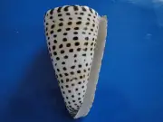 Sea Shell Seashells 3.5" Conus Litteratus Shell