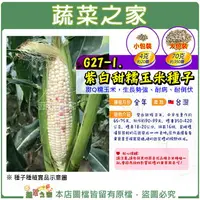 在飛比找樂天市場購物網優惠-【蔬菜之家】G27-1.紫白甜糯玉米種子4克(共2種規格可選