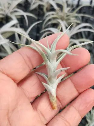 綠房子空氣 阿比達小  Tillandsia albida