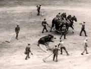 Taking away a dead bull at the end of a bullfight in Barcelona, c - Old Photo