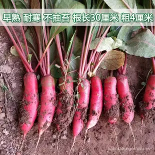 四季501紅水蘿蔔種子紅蘿蔔種紅皮白肉蘿蔔籽四季播蔬菜種子批髮四季播種【微愛園藝種子專營🎄】