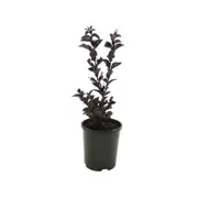 140mm Diamonds in the Dark Best Red - Lagerstroemia indica