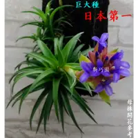 在飛比找蝦皮購物優惠-【新巧園】空氣鳳梨 日本第一（巨大種）Tillandsia 