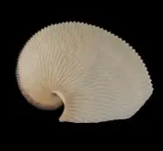 Sea shells Argonauta argo 174.7mm Aquarium Decoration Products