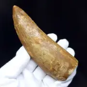 Large Carcharodontosaurus Dinosaur Tooth Fossil 4.8 Inches Morocco