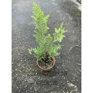 ☆萬花叢★喬木植物【黃金扁柏】★3吋盆★高約5-10cm(小品)