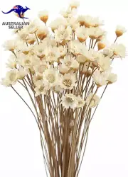 Dried Flower Mini Star Brazilian Daisy Dried Natural Decorative Small Chamomile