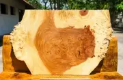 Gold!! AMBOYNA BURL LUMBER Live Edge Natural Slab Epoxy DIY Resin Table Top Wood