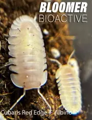 Cubaris t- Albino 10ct - USA - live isopods - FREE SHIPPING - ULTRA RARE ISOPODS