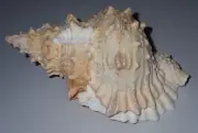 165 mm HUGE GREAT PATTERN Bursa Lissostoma Frog Seashell #AB7 From Tamil Nadu