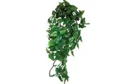 Komodo Philodendron Hanging Plant 30cm