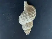 #4 Fasciolaria rutila Watson, Capetown, S. Africa 103.4mm sea snail shell