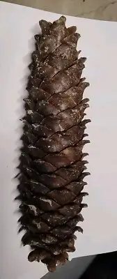 6 Six Large Sugar Pine Cone Fresh From Oregon Siskiyou Mountains Seeds Christmas