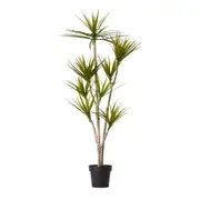 [James Lane] Yucca Tree - 70cm x 70cm x 150cm