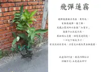 在飛比找Yahoo!奇摩拍賣優惠-心栽花坊-飛彈蓮霧/4吋盆/蓮霧品種/水果苗/嫁接苗/售價1