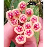 在飛比找蝦皮購物優惠-【天堂花園 Paradise Garden】Hoya ben