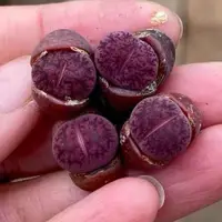 在飛比找蝦皮購物優惠-稀有貴貨生石花 酒紅紫熏  島田種源   酒紅紫勛 多肉植物