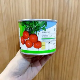 原包裝 1/4磅 一代交配 櫻桃蘿蔔 日本原裝進口 櫻桃蘿蔔種子 蘿蔔種子 櫻桃蘿蔔 櫻桃蘿蔔種子