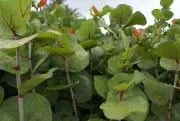 50 Sea Grape Leaves