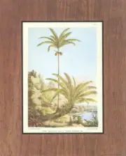 J C Frank del et 11th Prints, Palm Trees - Brown / Green 8x10 Set of 4