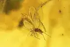 Very nice Aphid Aphididae Fossil insect in Ukrainian Rovno amber #10223R