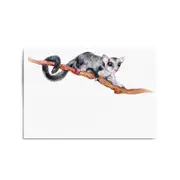 Australian Possum Painting Animal Nursery Wall Art