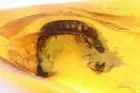 Millipede Diplopoda. Fossil inclusion in Baltic amber #12397