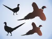 (4) Pheasant Birds Stencil Rooster Fly Stand Flushed Ring Neck Wildlife DIY Sign