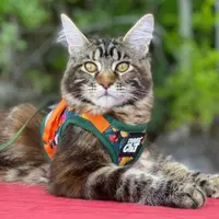 在飛比找蝦皮購物優惠-美國TRAVELCAT 貓旅行 貓專用背心+牽繩 透氣舒服不