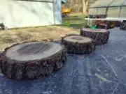 Black Walnut Slices Live Edge