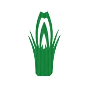 Bento Box Divider Sushi Decoration Grass Baran 1000 pcs pine tree from Japan