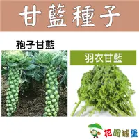 在飛比找蝦皮購物優惠-現貨-甘藍種子 孢子甘藍 羽衣甘藍  【花園城堡】