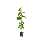 125mm Nellie Kelly Passionfruit Grafted Panama Gold - Passiflora edulius