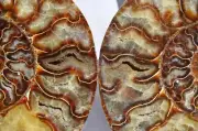 Cut Split PAIR Ammonite Deep Crystals Cavity 110myo Fossil 235mm XXL 9.2" 1487xx