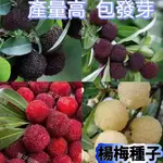 🌼【楊梅種子】多年生水果種子 進口楊梅 大果楊梅 年年掛果 盆栽地栽種子 最快次年結果 小院農田山地皆可 高產果樹