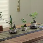 高雄出貨❀竹柏盆栽客廳室內好養植物狼尾蕨花卉辦公桌面微景觀袖珍椰子綠植