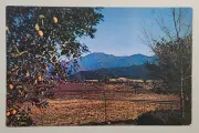 Orange Grove on bluff overlooking rich valley, -California Postcard