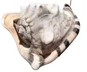 Large “King’s Crown” Conch Shell