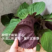 在飛比找蝦皮購物優惠-韓國芝麻葉種子｛雨果米米｝千紅，青森  北投捷運站