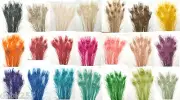 100 Peacock Feathers w/ Eyes 21" L Bleached & dyed 21 colors available