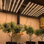 Phlizon 1000W Commercial Grow Lights Bar Full Spectrum Indoor Lamp w/Samsung Led