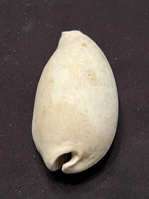 EXTINCT Fossilized COWRIE Shell ( Siphocypraea Grovesi ) From Central Florida.