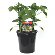 180mm Capsicum Snack Red - Capsicum annuum
