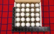 BOX of 25 new WHITE CHRISTMAS C7 string LIGHT bulb G12.5 Round outdoor GLOBE 10w